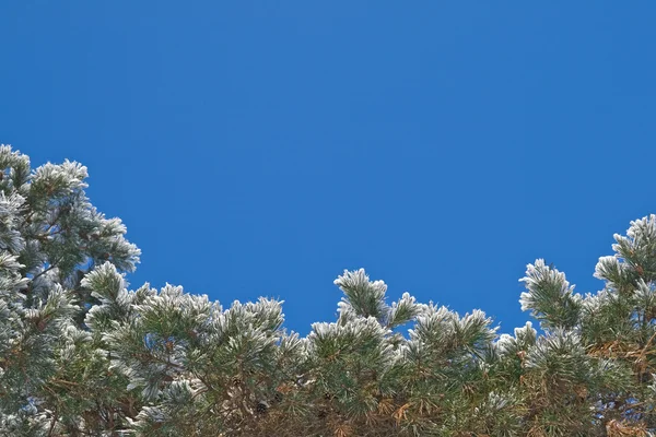 겨울 테두리 — 스톡 사진