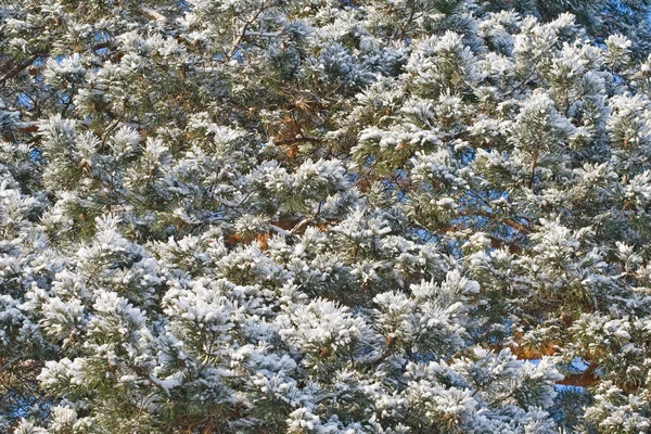 Albero di pino invernale — Foto Stock