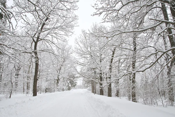 冬の路地 — ストック写真