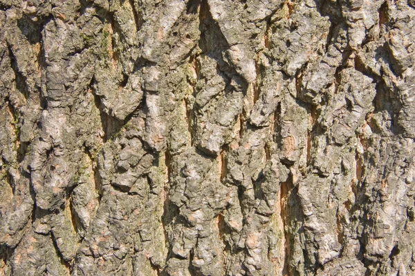 Pine bark 2 — Stock Photo, Image