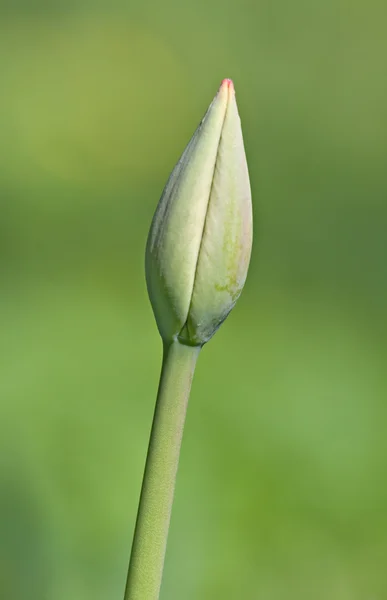 Pączek tulipana — Zdjęcie stockowe