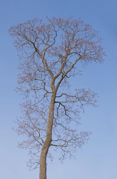 Árvore nua na primavera — Fotografia de Stock