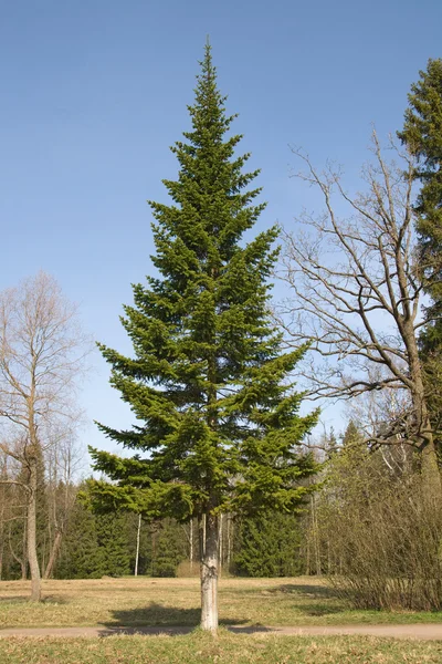 Fir-tree — Stock Photo, Image