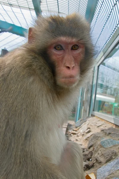 Maymun bir hayvanat bahçesi — Stok fotoğraf