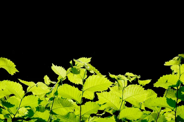 Okraj zelených listů — Stock fotografie