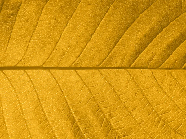 Textura de hoja de otoño — Foto de Stock