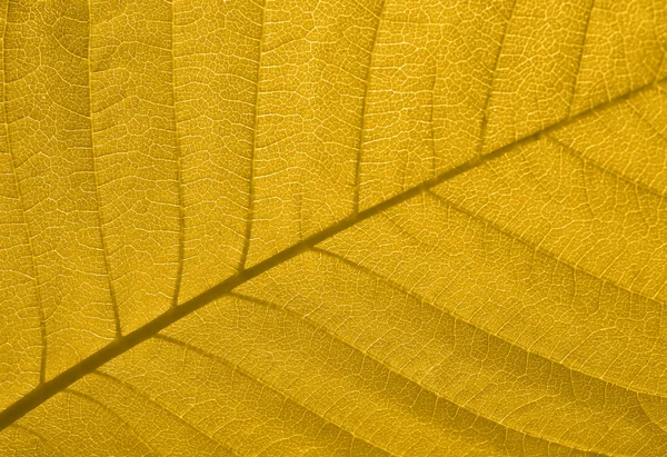Textura de hoja de otoño — Foto de Stock