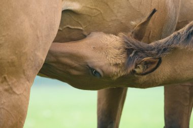 Foal suckling his mother clipart