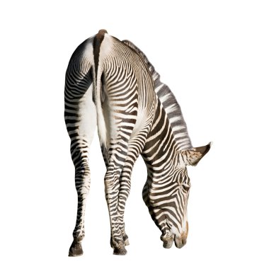 Zebra clipart