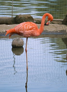 Kırmızı flamingo