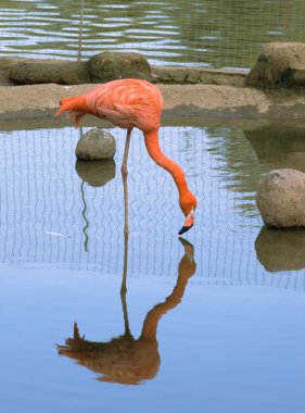 Kırmızı flamingo