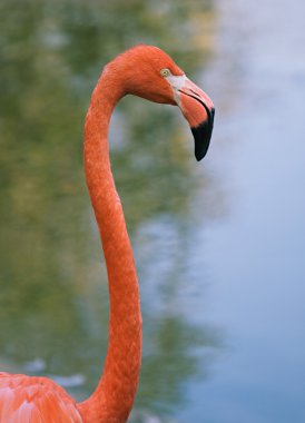 kırmızı bir flamingo portresi