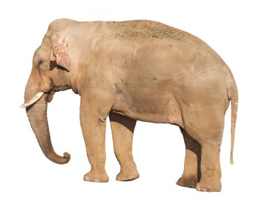 Elephant clipart