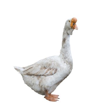 White goose clipart