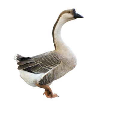 Gray goose clipart