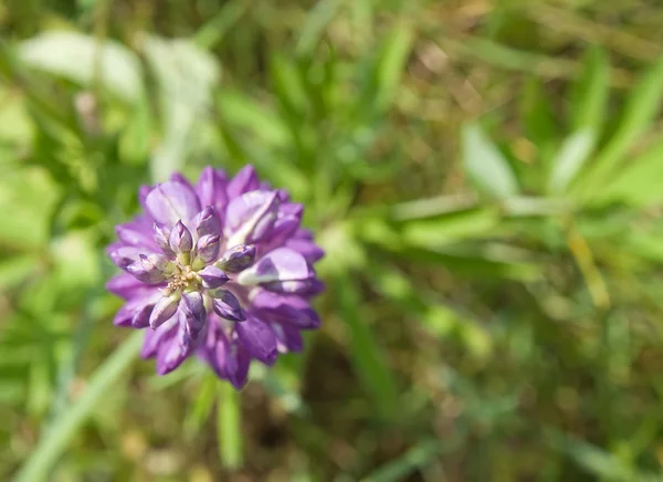 Flor de Lupina —  Fotos de Stock