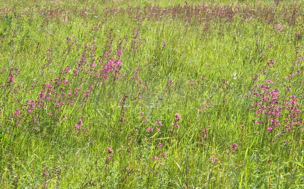 Grönt gräs med rosa blommor — Stockfoto