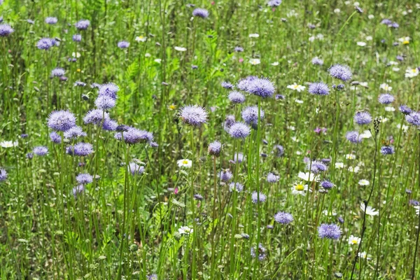 Groen gras met blauwe bloemen — Stockfoto