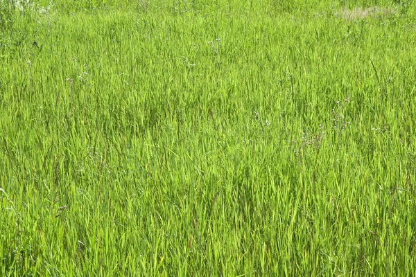 Textura de hierba verde — Foto de Stock