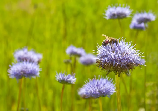 Bee op een blauwe bloem — Stockfoto