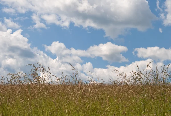 Field and sky — Stock Photo, Image