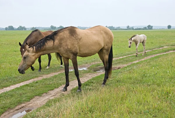 Cavallo da pascolo — Foto Stock