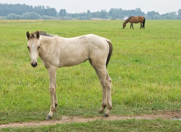 白の子馬 — ストック写真