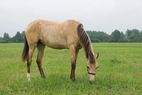 Pasturing horse — Stock Photo, Image