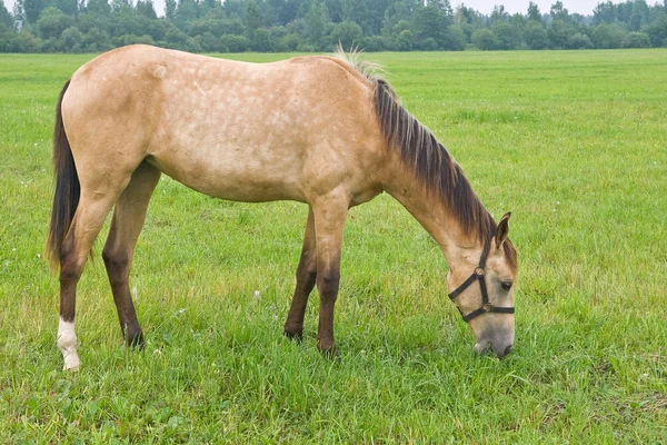 Weidegronden paard — Stockfoto