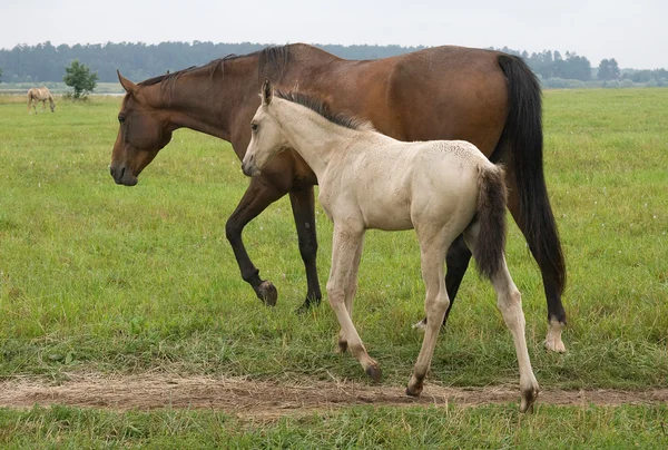 Horse with her foal — Stock Photo, Image