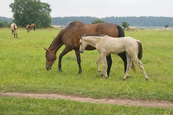 Cavallo con il suo puledro — Foto Stock