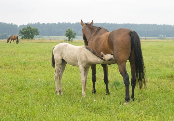 彼の母親の授乳の子馬 — ストック写真