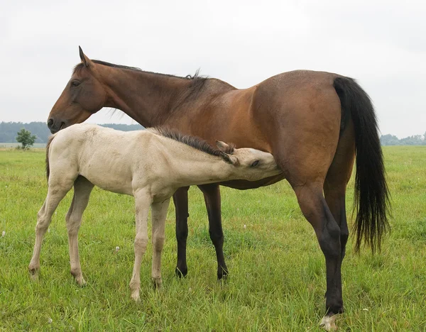 哺乳母亲的小马驹 — 图库照片