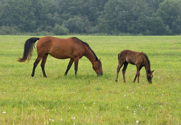 Horse with her foal