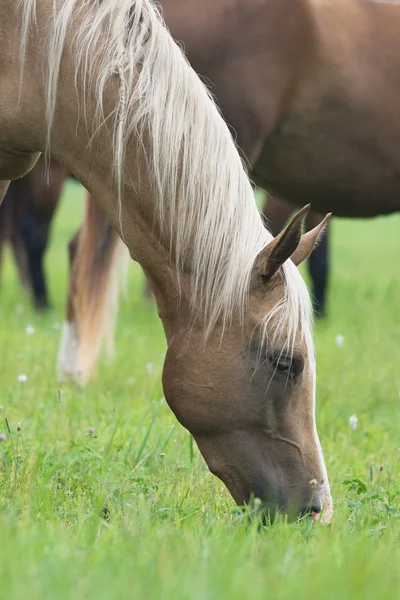 Pasturing horse — Zdjęcie stockowe