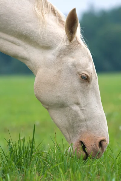 सफेद घोड़ा — स्टॉक फ़ोटो, इमेज