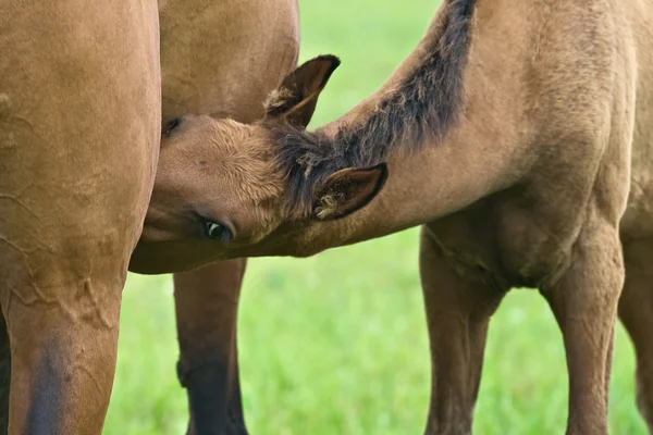 Puledro lattante sua madre — Foto Stock