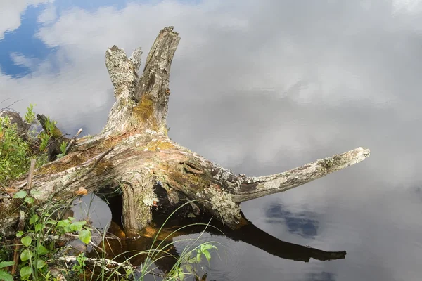 Haczyk na wybrzeżu rzeki — Zdjęcie stockowe