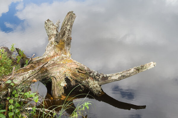 Snag on a river coast