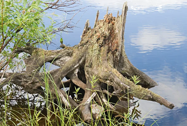 Haczyk na wybrzeżu rzeki — Zdjęcie stockowe