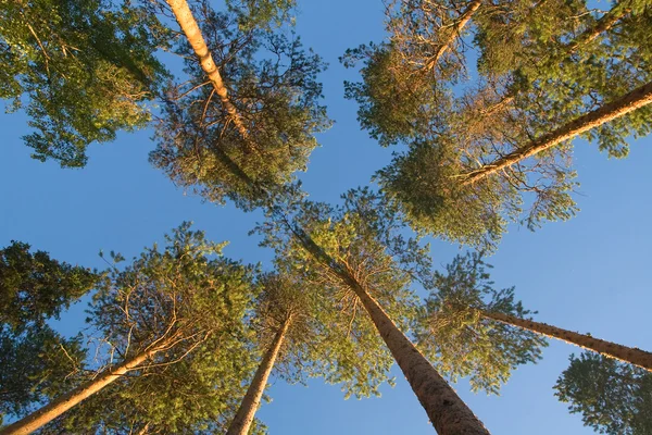 Puncak pohon pinus — Stok Foto