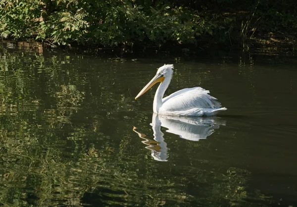 Zwemmen pelikaan — Stockfoto