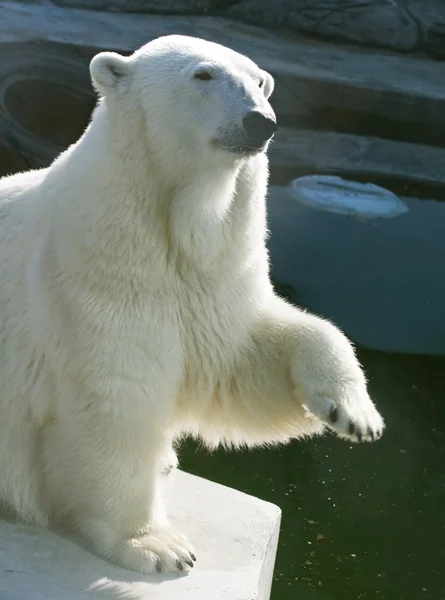 北极熊 — 图库照片