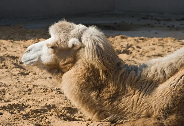 骆驼 — 图库照片