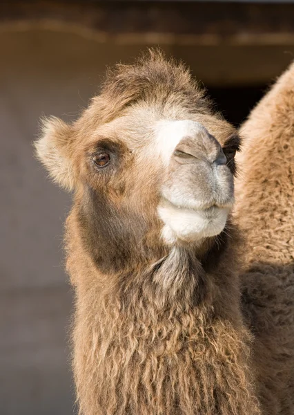 Ritratto di un cammello — Foto Stock