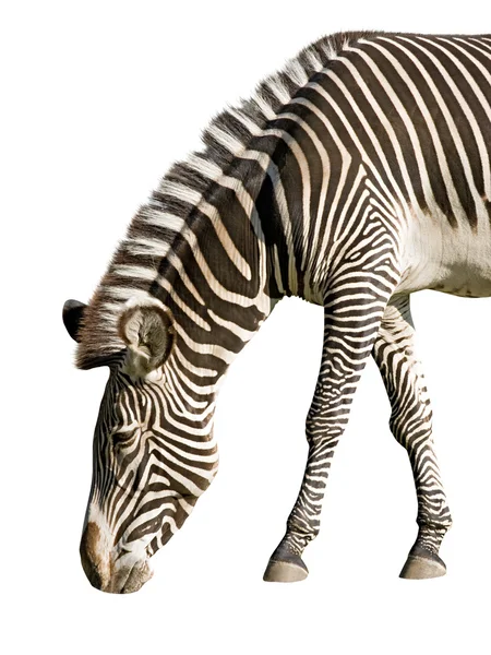 Zebra — Stock Fotó