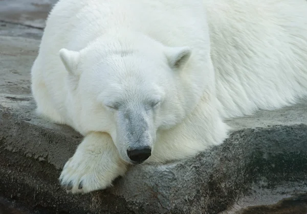Белый медведь — стоковое фото