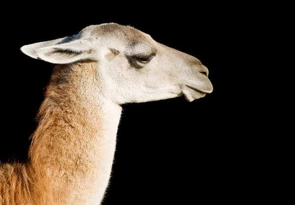 Llama... — Fotografia de Stock
