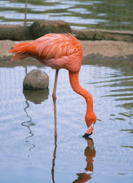Piros flamingo — Stock Fotó