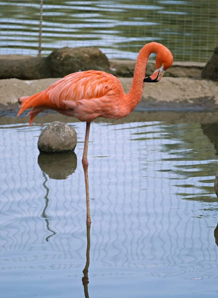 Красный фламинго — стоковое фото